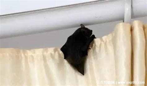 床位朝向 蝙蝠入屋處理